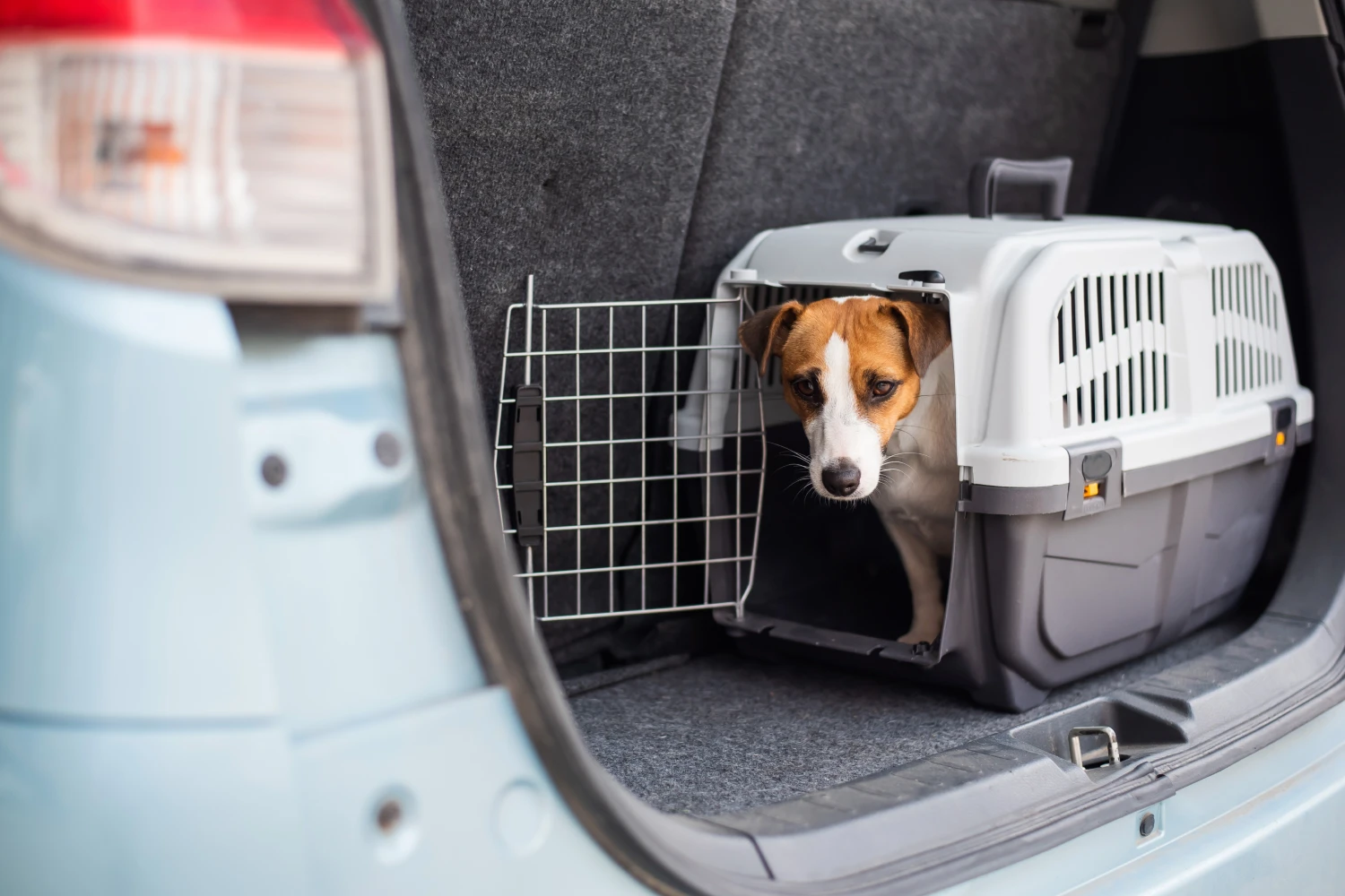Dog Carrier Purse for Tenterfield Terrier