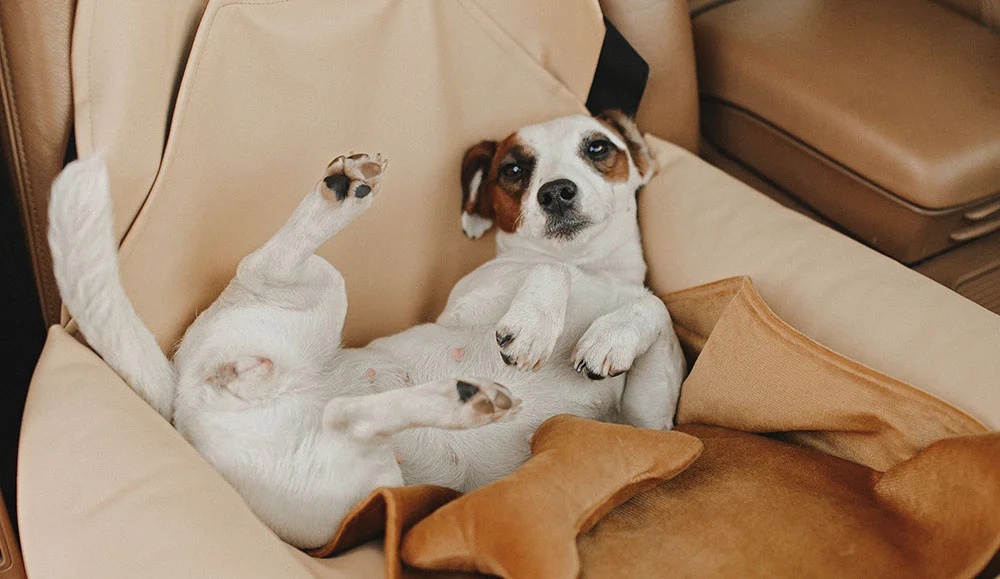 Scottish Terriers Dog Car Seat for Volkswagen Golf