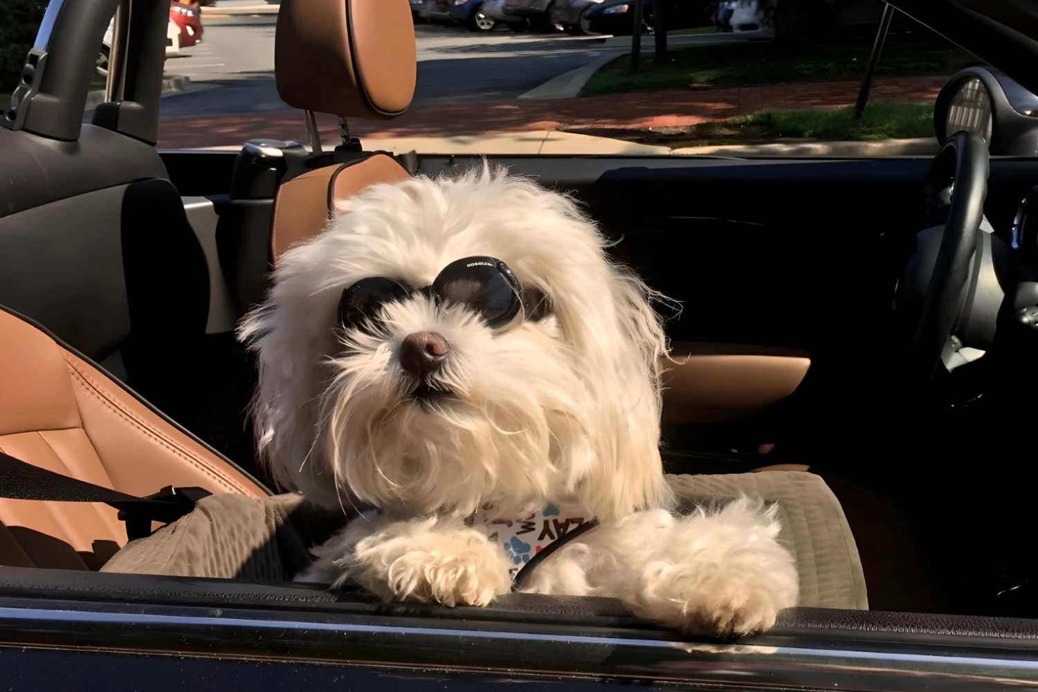 Nissan Pathfinder Dog Carrier Car Seat for Kyi-Leo