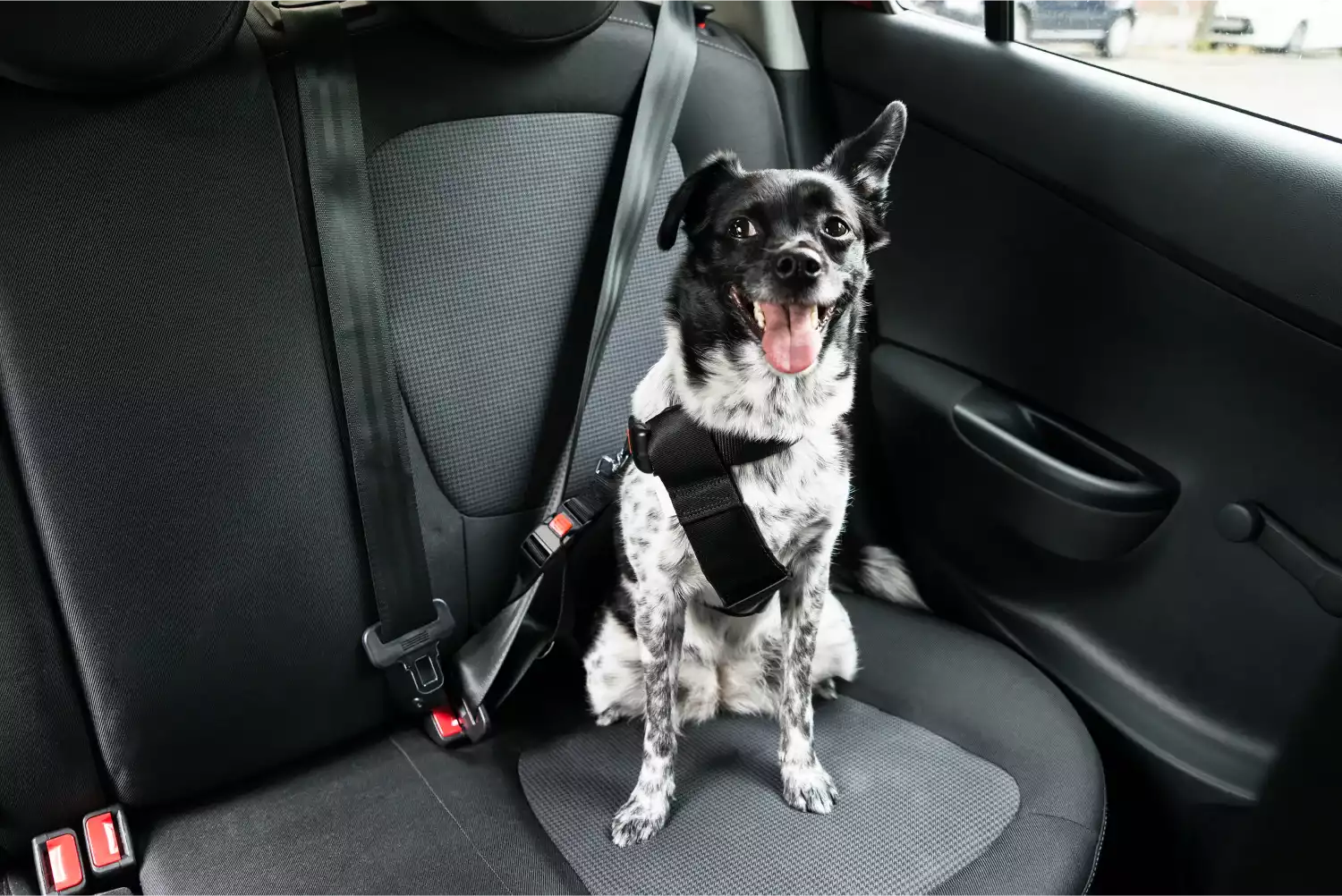 Cadillac XT5 Dog Car Seat Belt for Cardigan Welsh Corgis