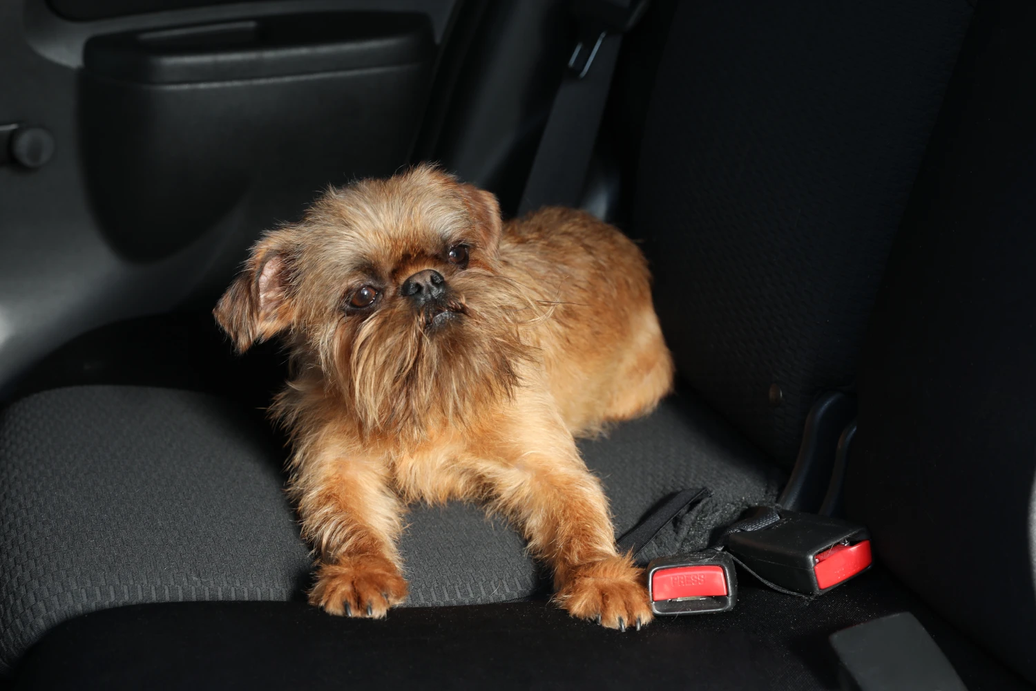 Kia Optima Dog Safety Belt for Brussels Griffons