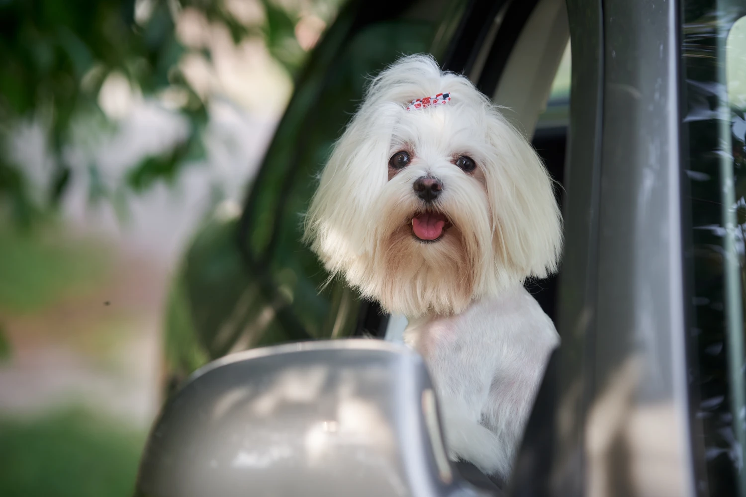 Kia Optima Dog Car Seat for Maltese