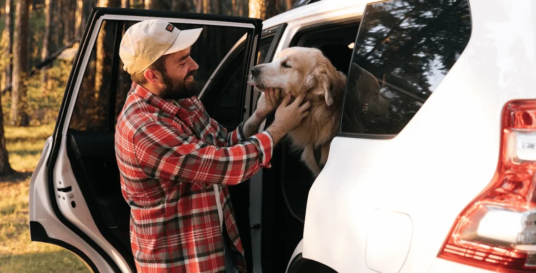 Doberman Pinschers  Dog Safety Belt for Ford Transit